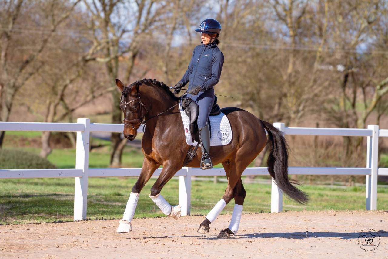 Gelding German Warmblood For sale 2020 Bay