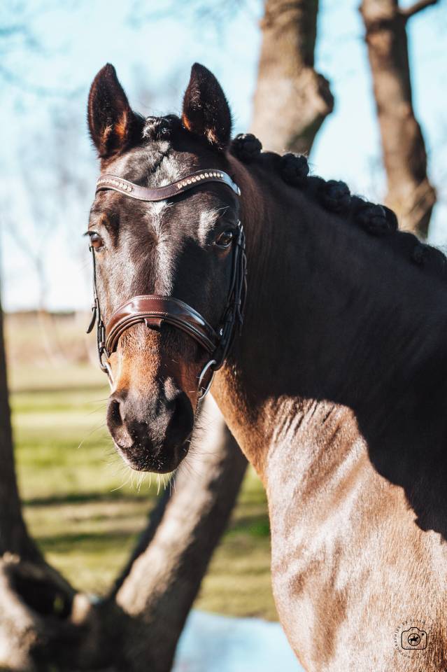 Gelding German Warmblood For sale 2020 Bay