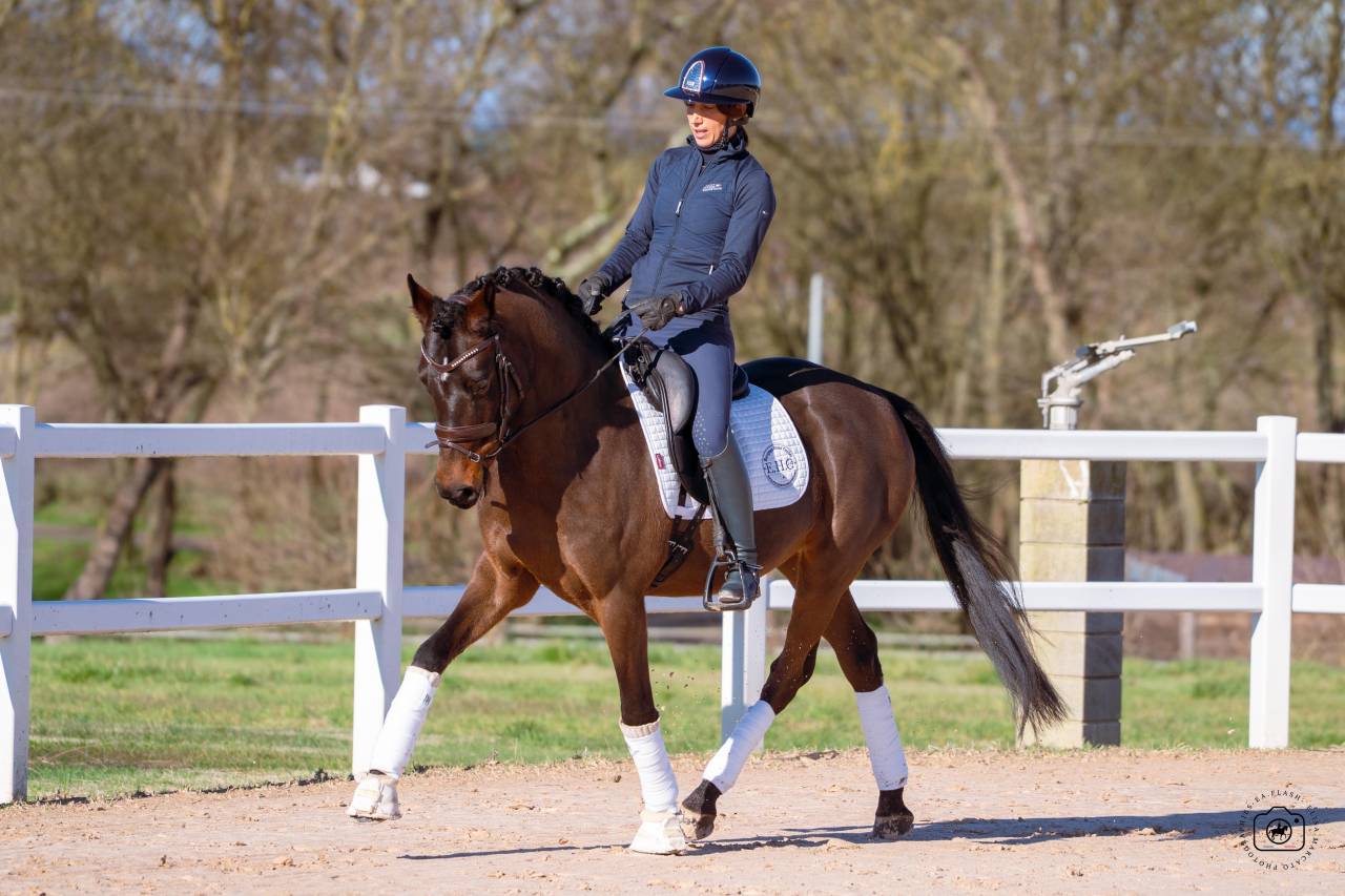 Gelding German Warmblood For sale 2020 Bay