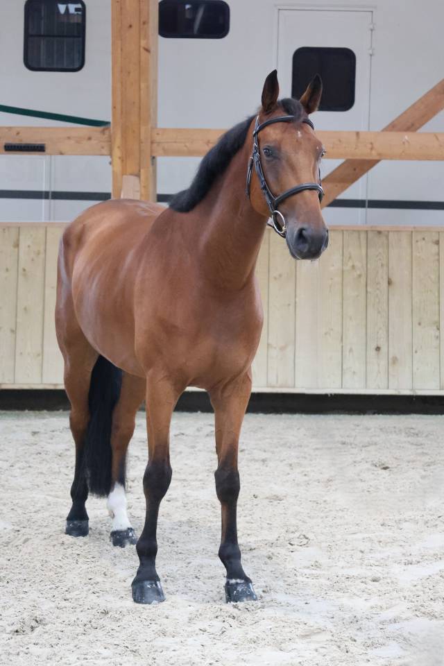 Gelding Selle Fran&ccedil;ais For sale 2020 Bay