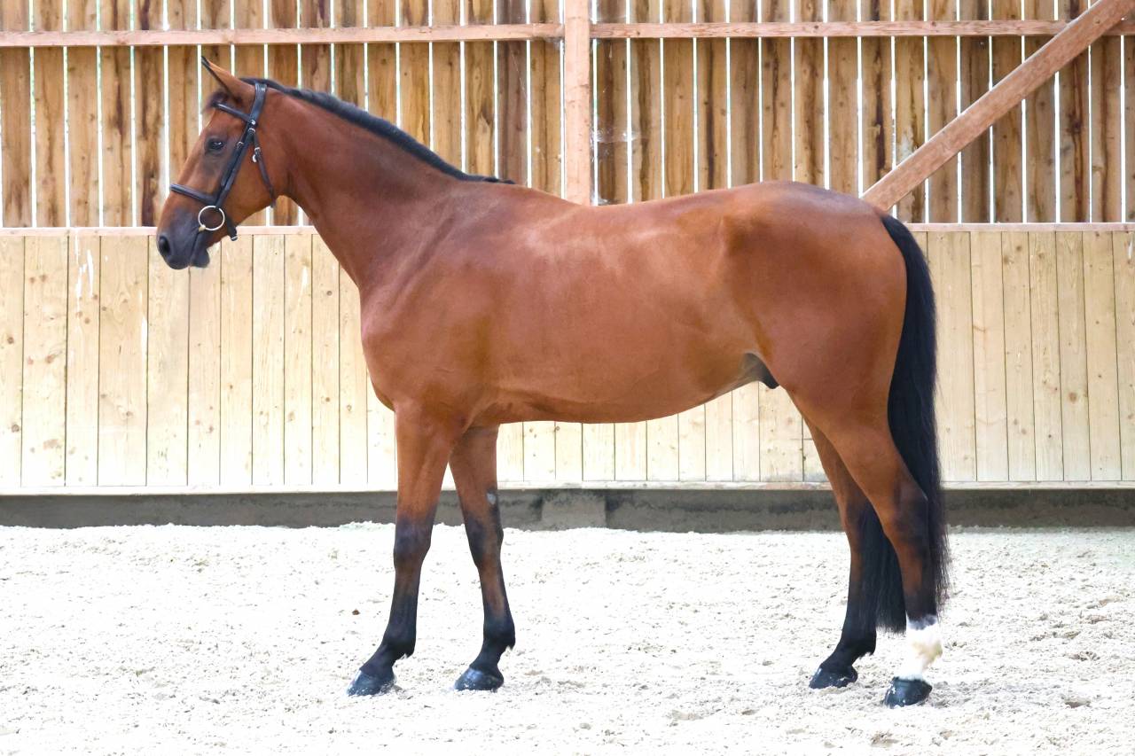Gelding Selle Fran&ccedil;ais For sale 2020 Bay