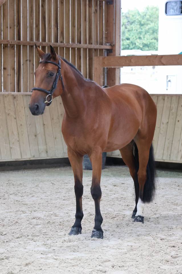 Gelding Selle Fran&ccedil;ais For sale 2020 Bay