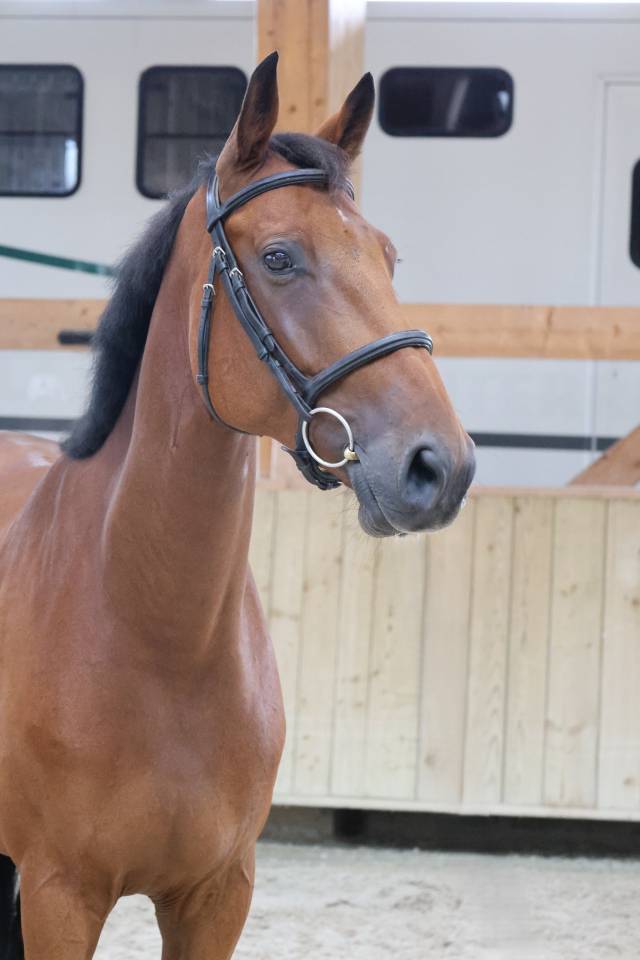 Gelding Selle Fran&ccedil;ais For sale 2020 Bay