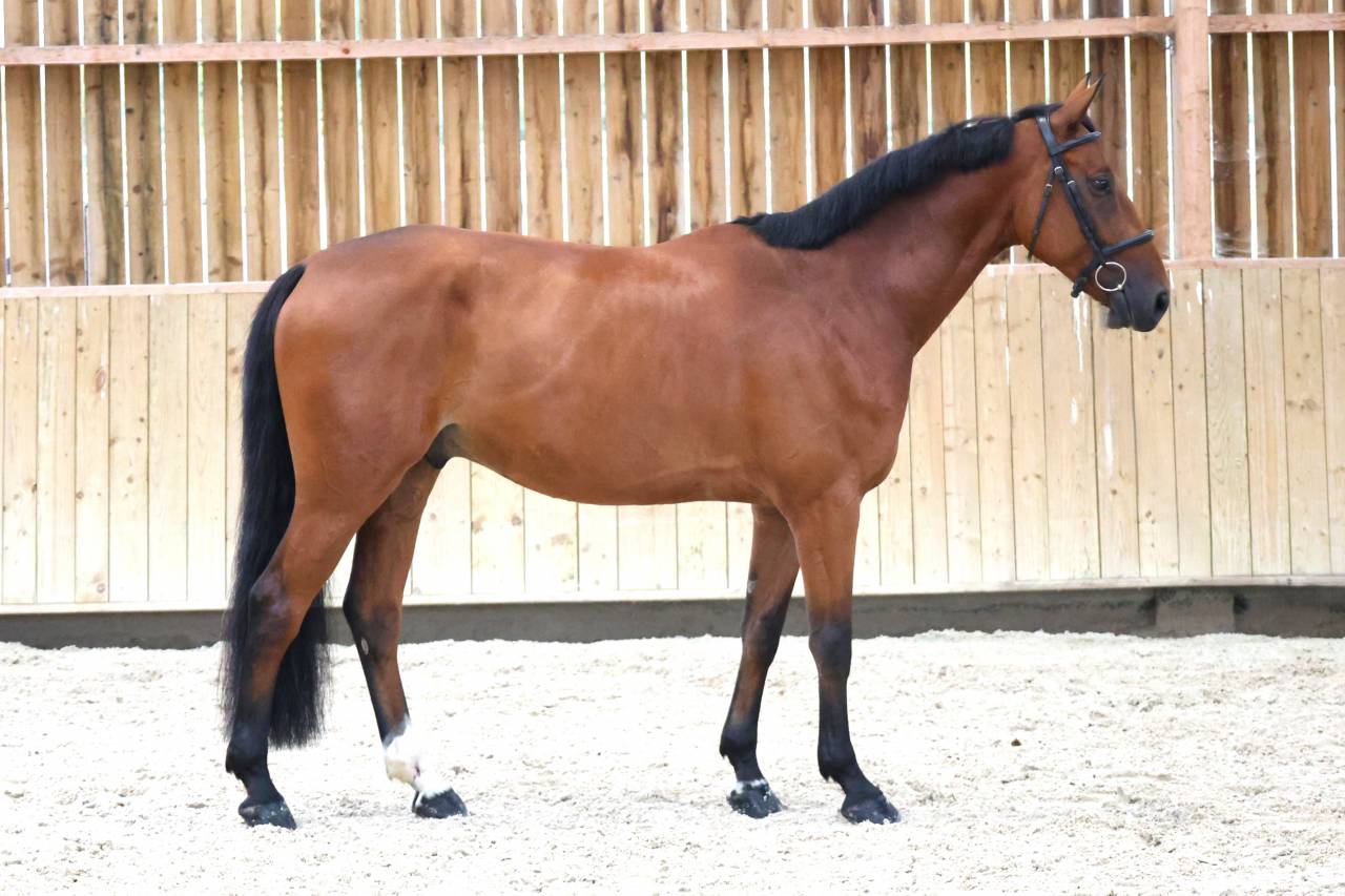 Gelding Selle Fran&ccedil;ais For sale 2020 Bay