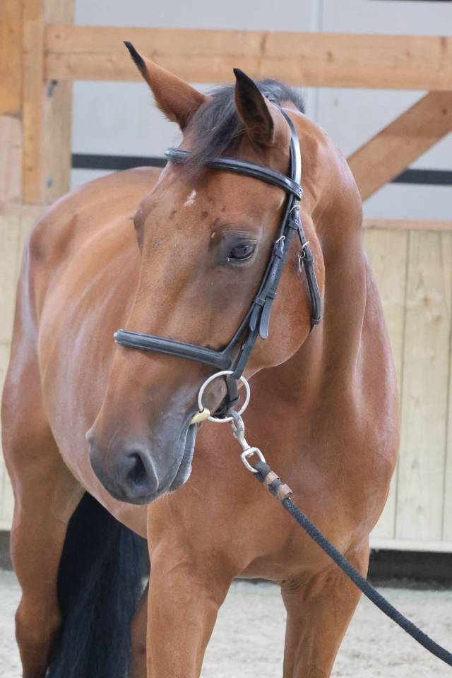 Gelding Selle Fran&ccedil;ais For sale 2020 Bay