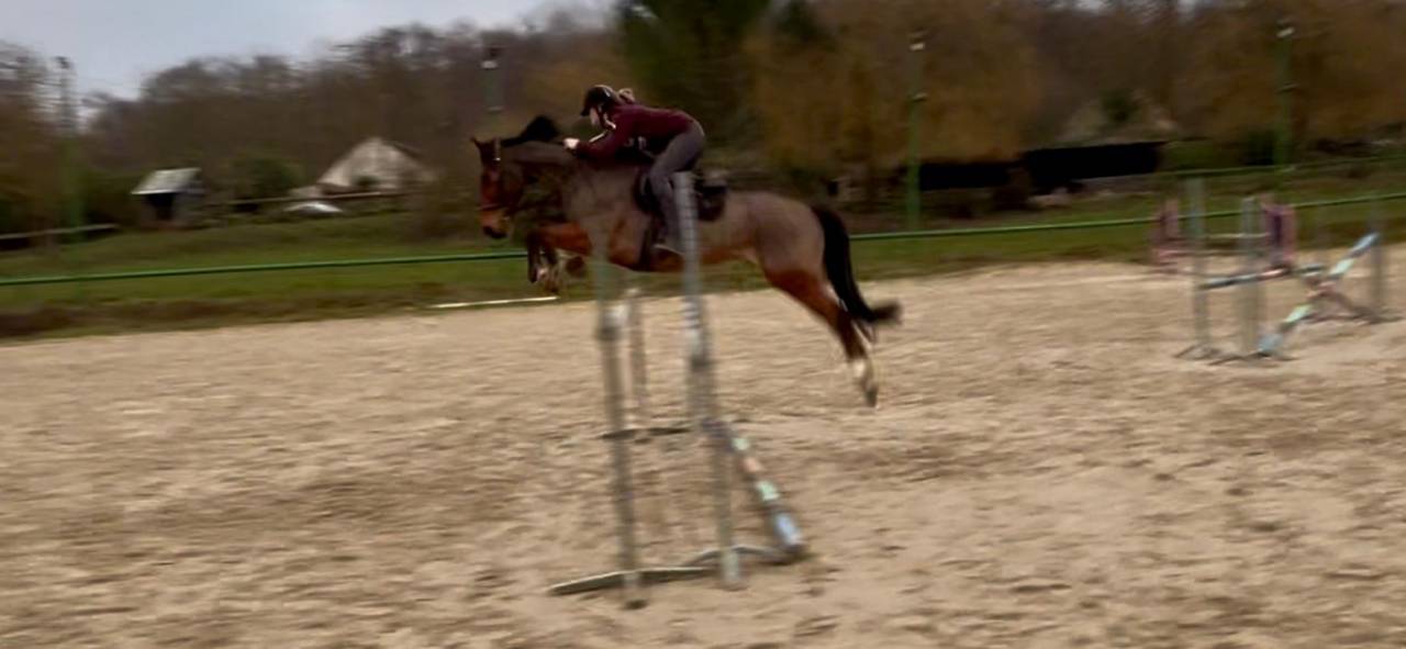 Gelding Selle Fran&ccedil;ais For sale 2014 Chesnut