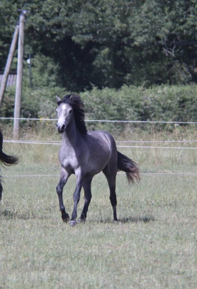 Filly Connemara For sale 2025 Grey