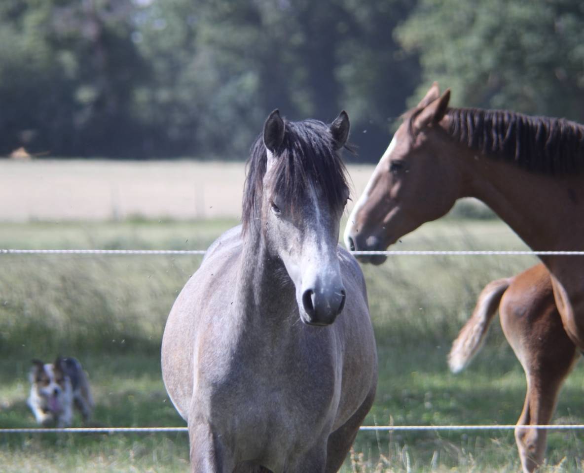 Filly Connemara For sale 2025 Grey