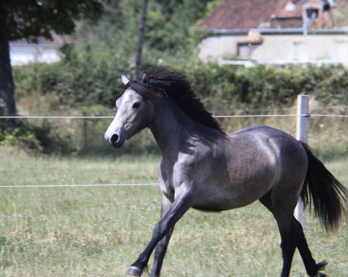 Filly Connemara For sale 2025 Grey