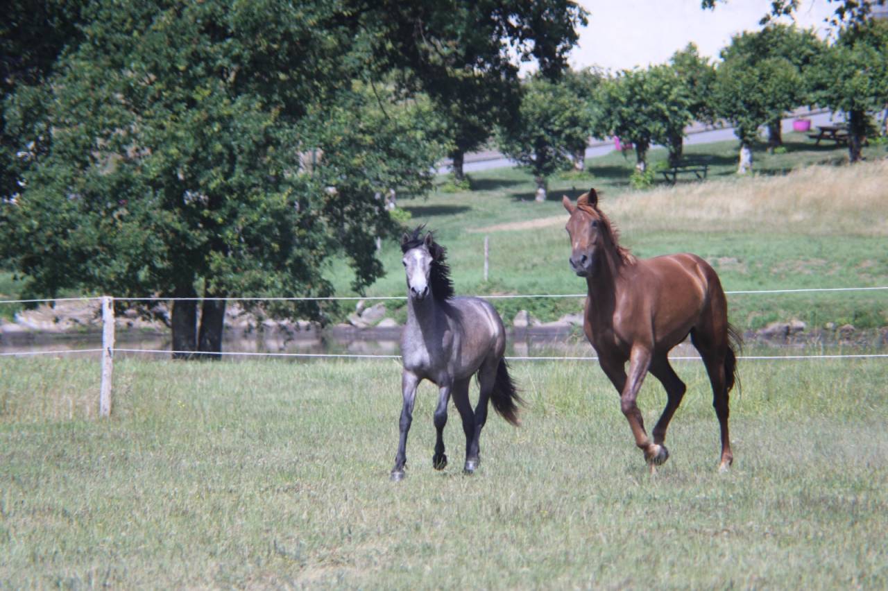 Filly Connemara For sale 2025 Grey