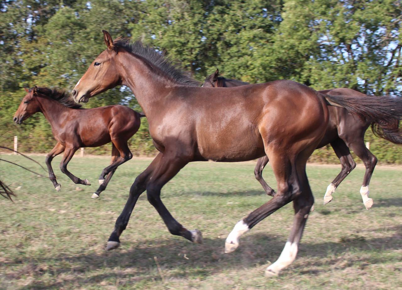 Mare Selle Fran&ccedil;ais For sale 2019 Dark Bay