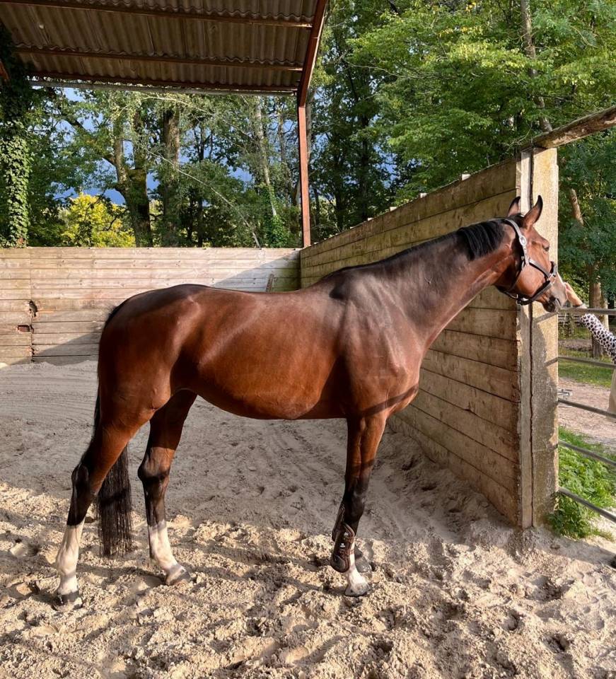 Mare Selle Fran&ccedil;ais For sale 2019 Dark Bay