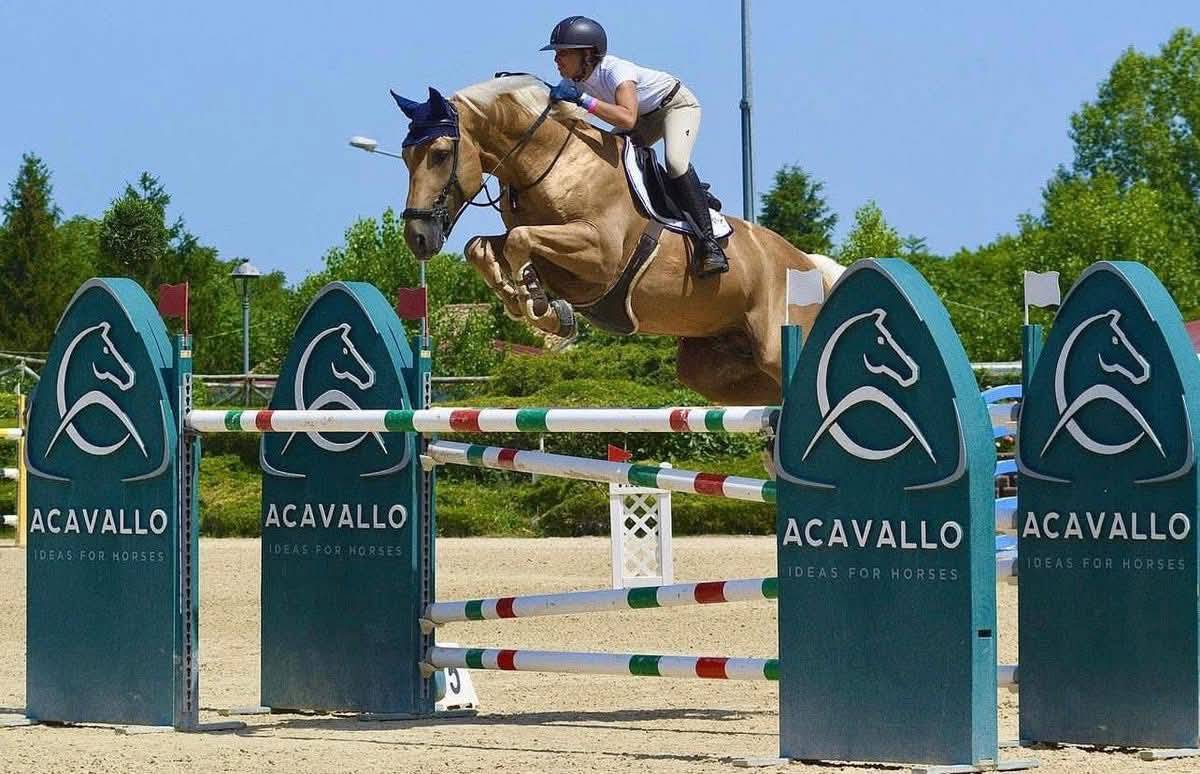 Mare Selle Fran&ccedil;ais For sale 2019 Dark Bay