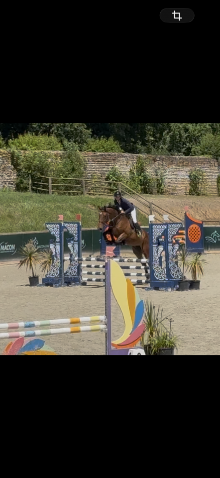 Gelding Selle Fran&ccedil;ais For sale 2023 Bay