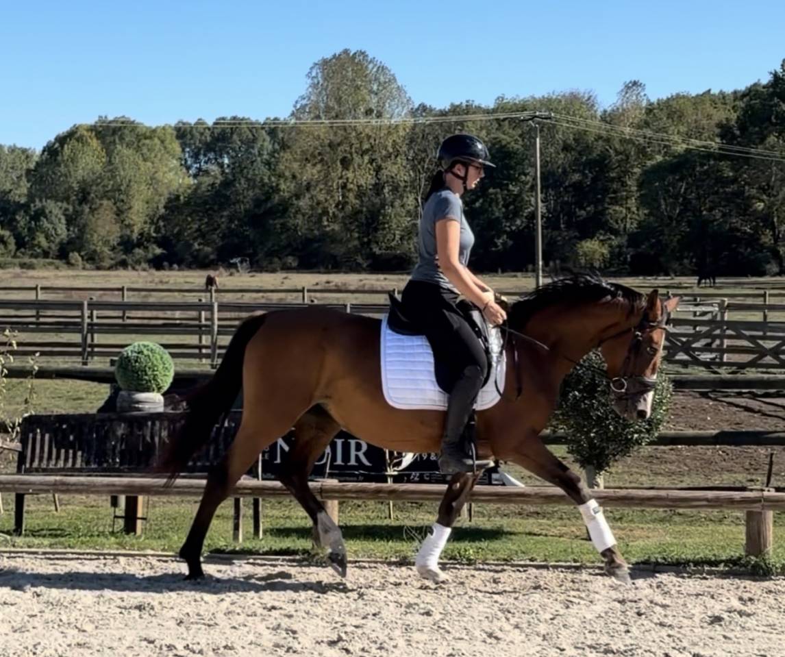 Mare Origin Recorded For sale 2021 Bay