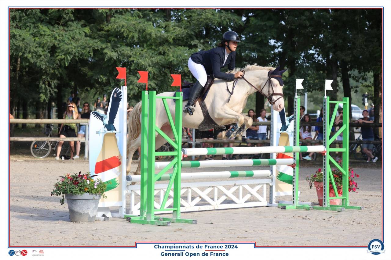 Mare Connemara For sale 2015 Cream
