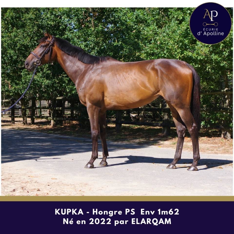 Gelding Thoroughbred For sale 2022 Dark Bay