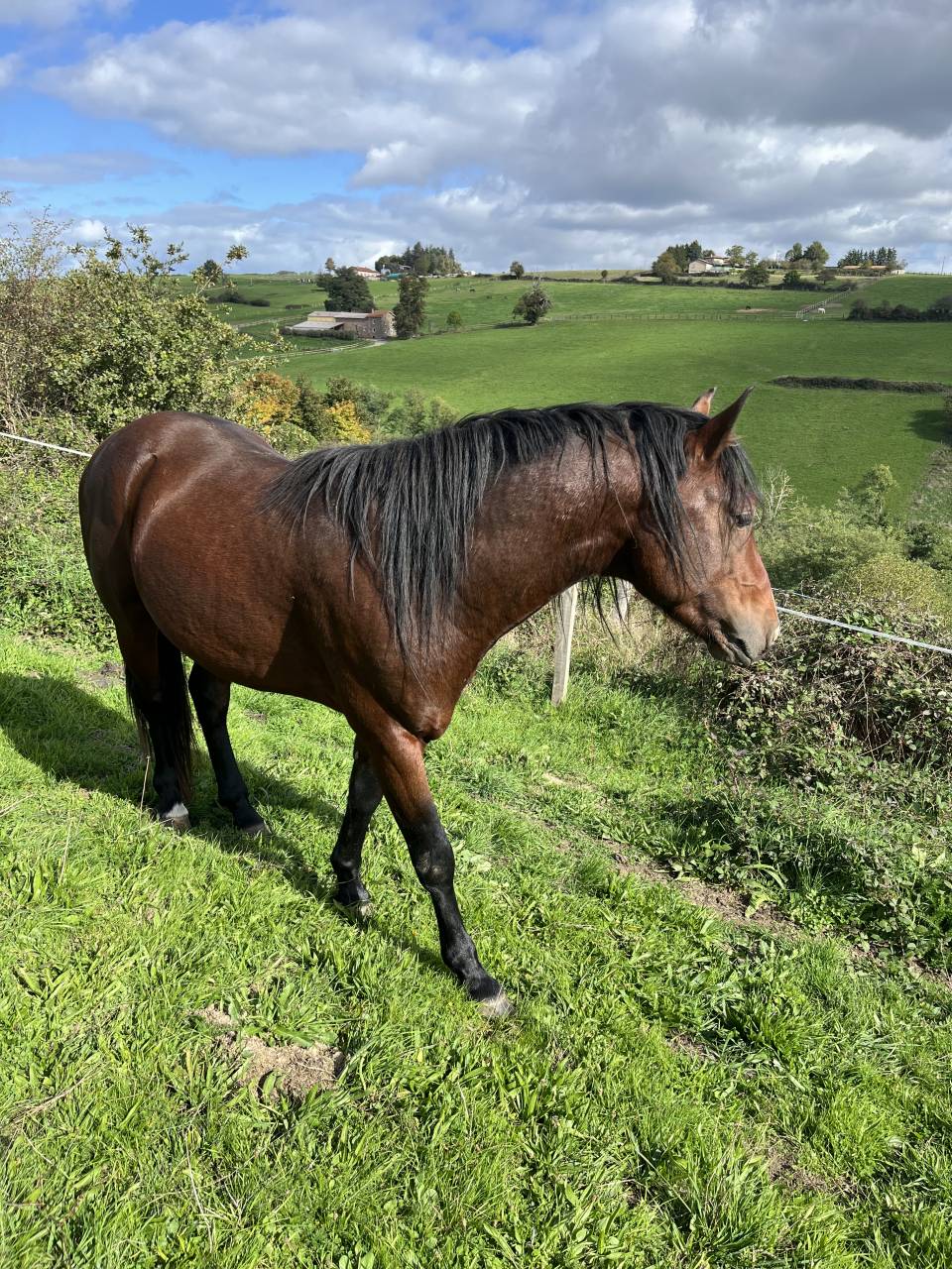 Gelding French Saddle Pony Part-Livery 2021 Bay