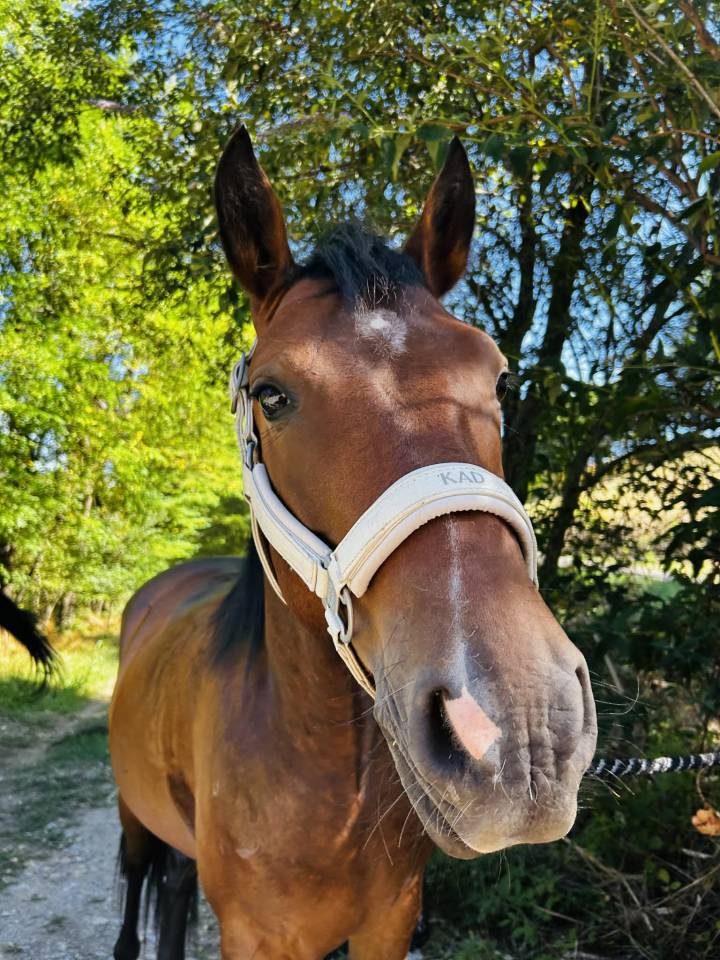 Gelding French Saddle Pony Part-Livery 2021 Bay
