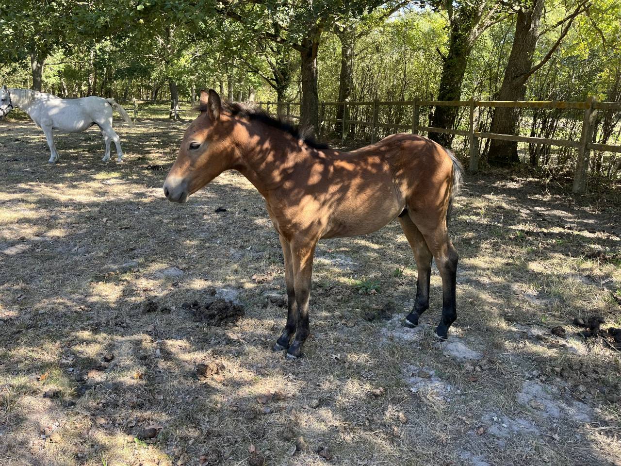 Entire French Saddle Pony For sale 2026 Bay