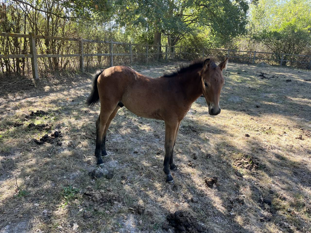 Entire French Saddle Pony For sale 2026 Bay