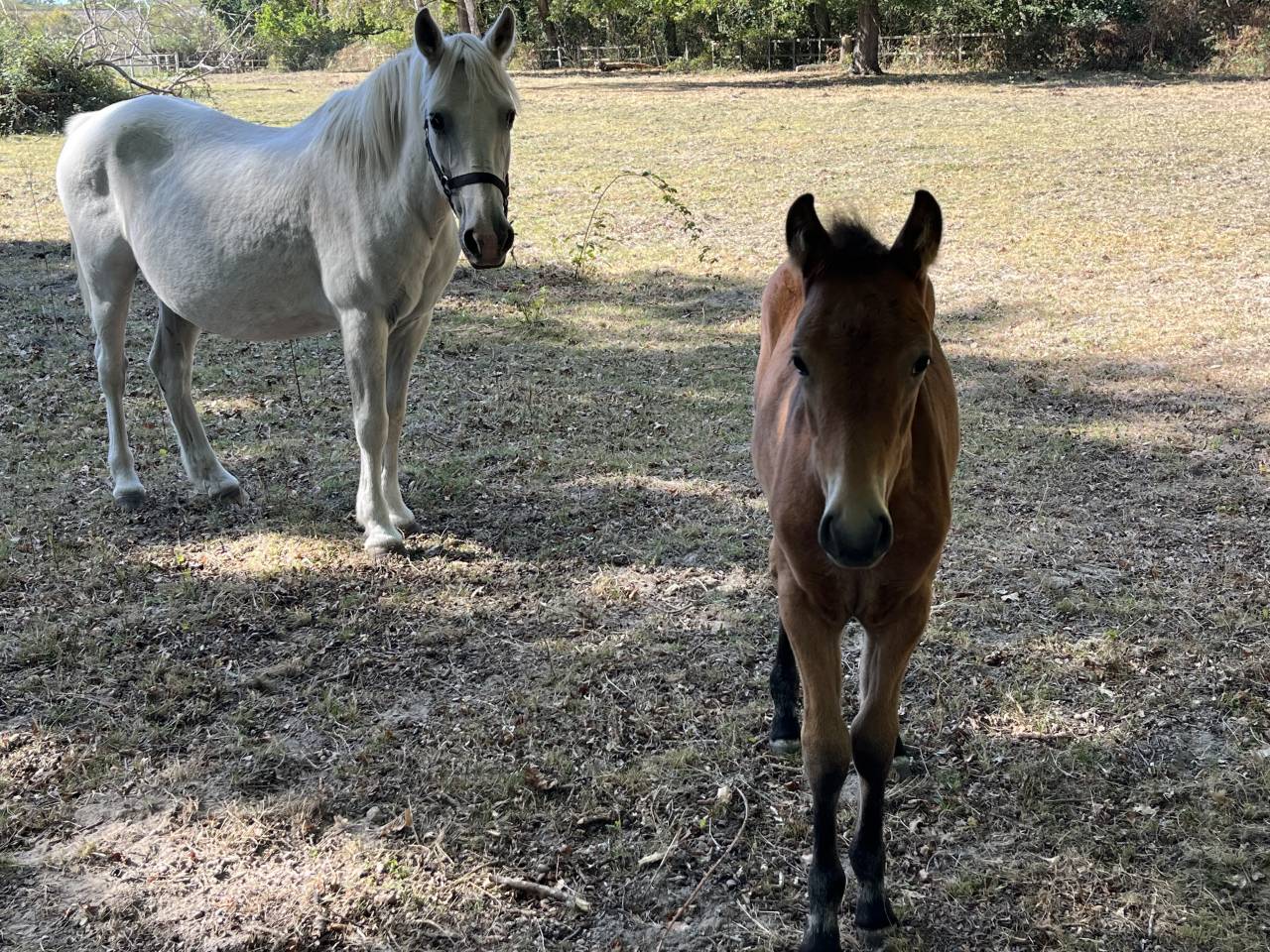 Entire French Saddle Pony For sale 2026 Bay