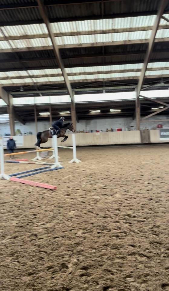Mare French Saddle Pony For sale 2020 Bay