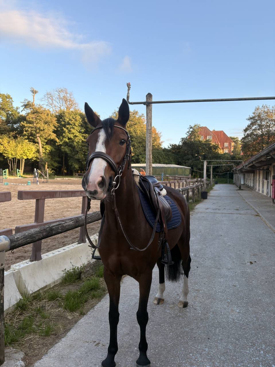 Mare French Saddle Pony For sale 2020 Bay