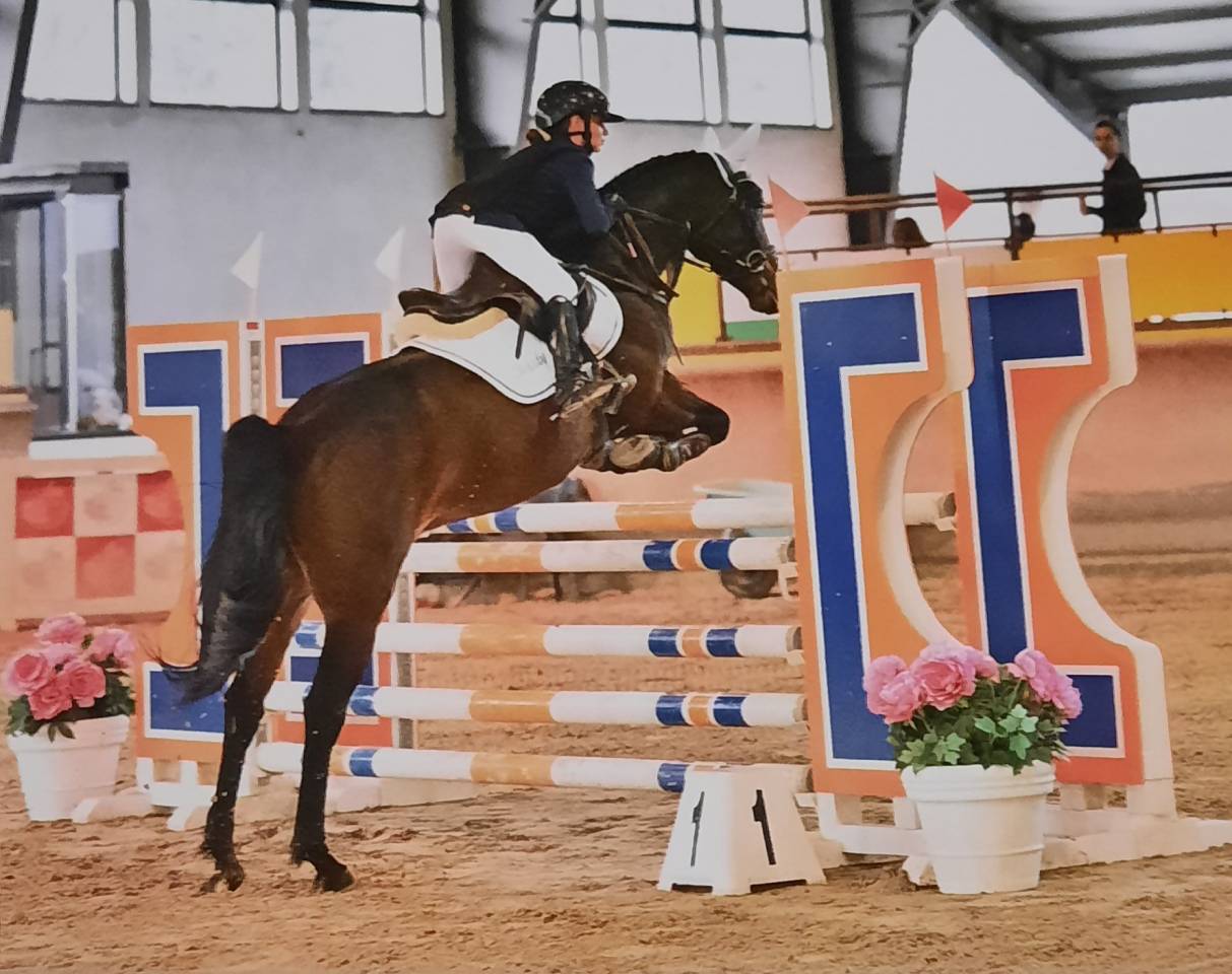 Gelding Other Pony Breed For sale 2017 Bay