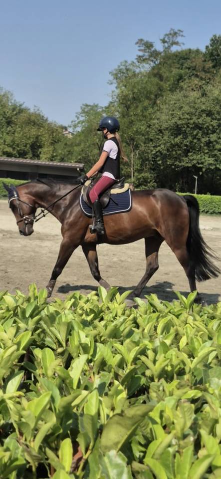 Gelding Other Pony Breed For sale 2017 Bay
