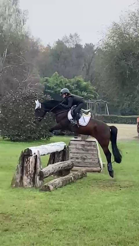 Gelding Other Pony Breed For sale 2017 Bay