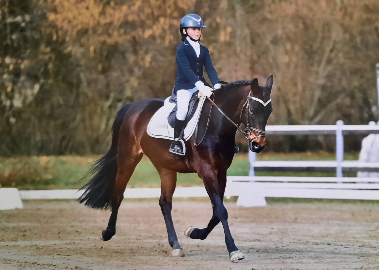 Gelding Other Pony Breed For sale 2017 Bay