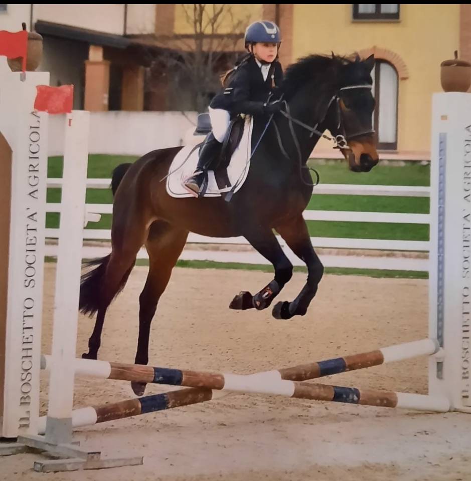 Gelding Other Pony Breed For sale 2017 Bay