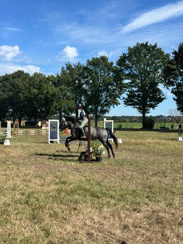 Mare Other Pony Breed For sale 2022 Grey