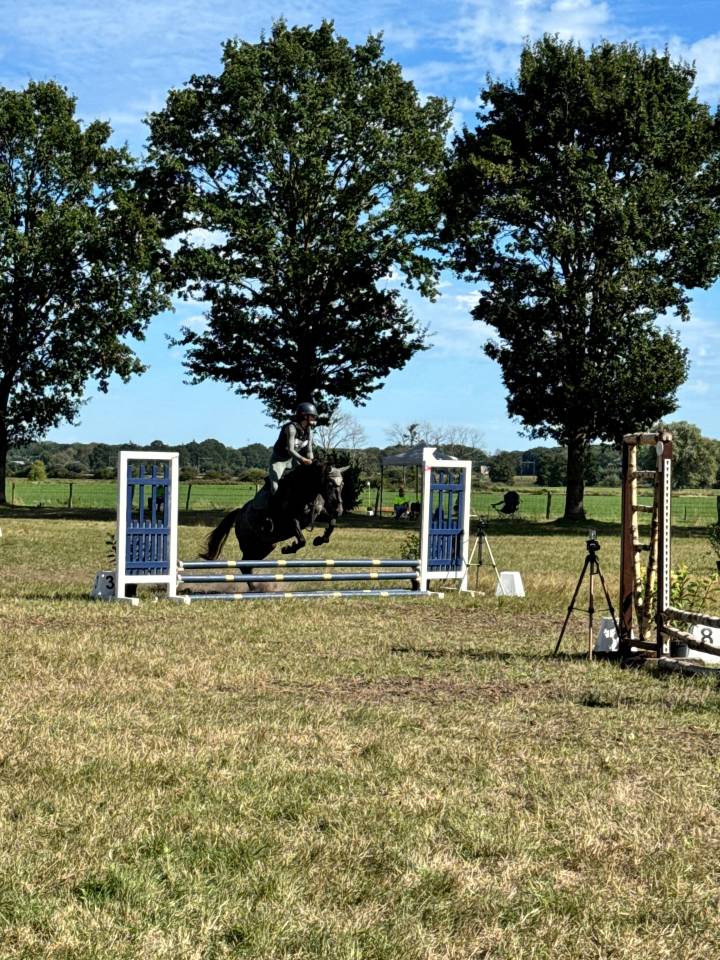 Mare Other Pony Breed For sale 2022 Grey