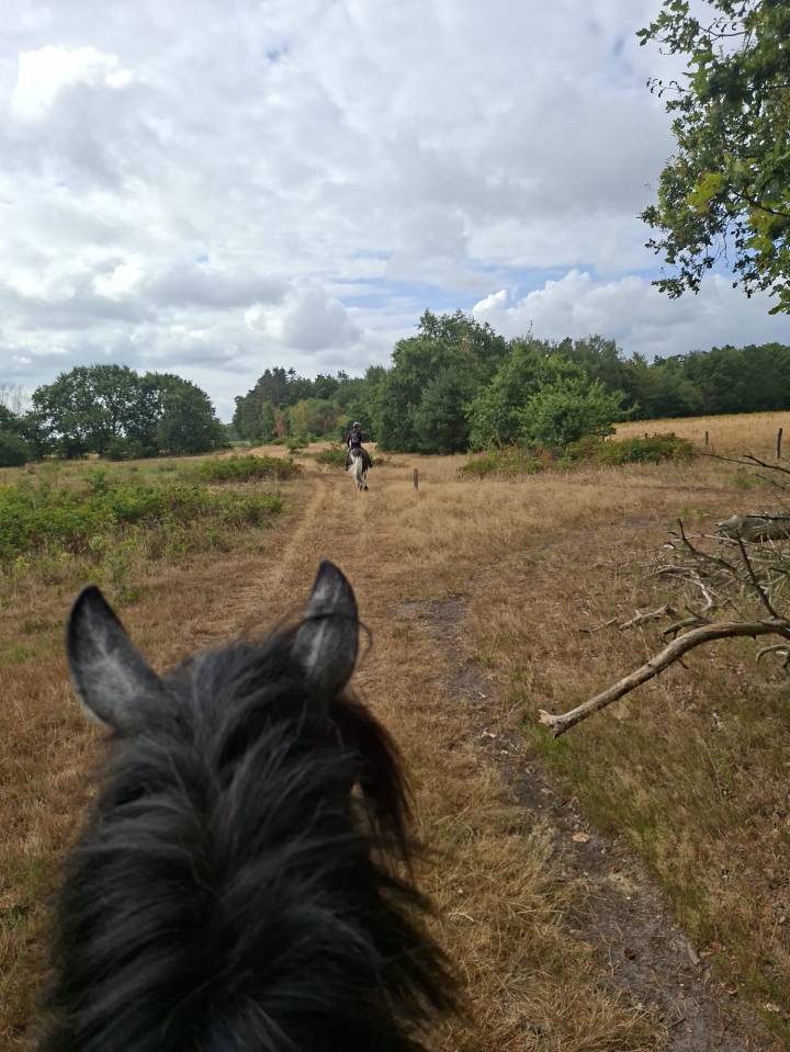 Mare Other Pony Breed For sale 2022 Grey