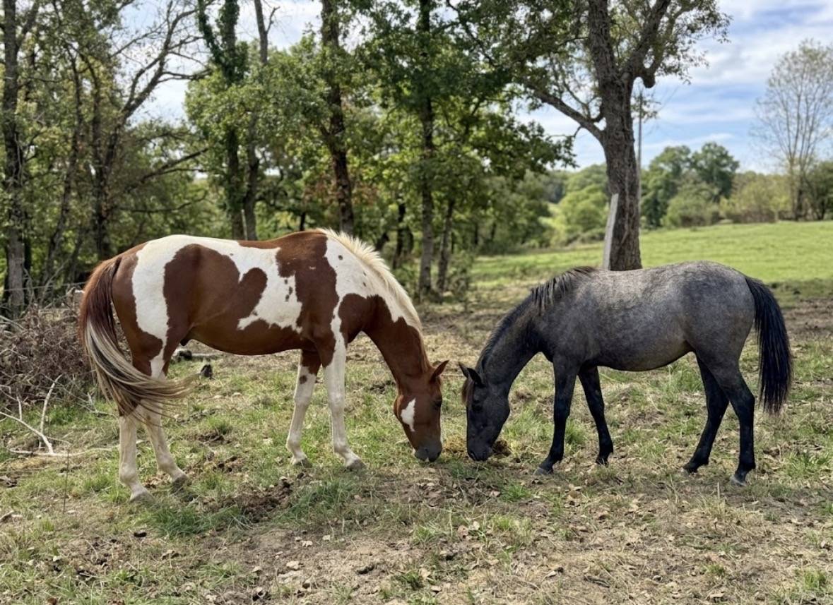 Colt Origin Recorded For sale 2026 Grey