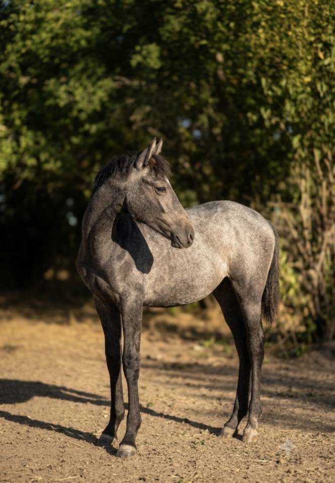 Colt Origin Recorded For sale 2026 Grey
