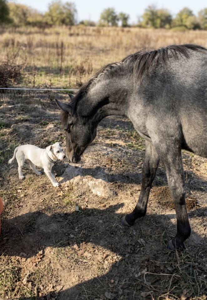 Colt Origin Recorded For sale 2026 Grey