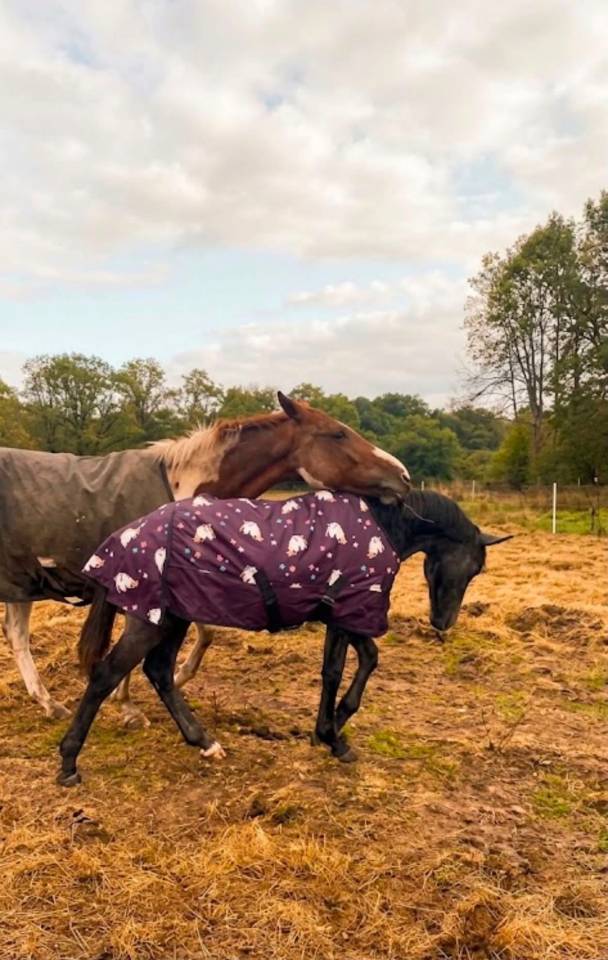 Colt Origin Recorded For sale 2026 Grey