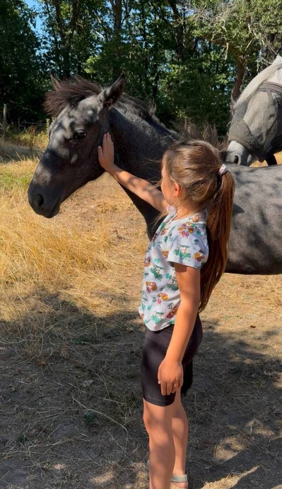 Colt Origin Recorded For sale 2026 Grey