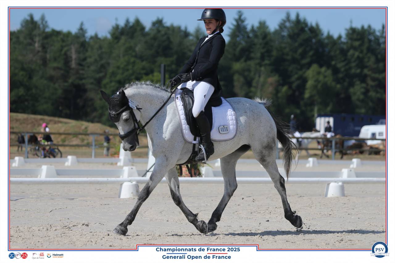 Mare Connemara For loan 2014 Grey