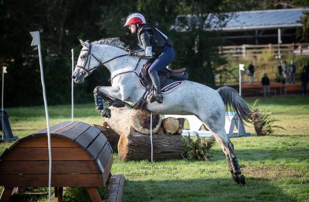 Mare Connemara For loan 2014 Grey