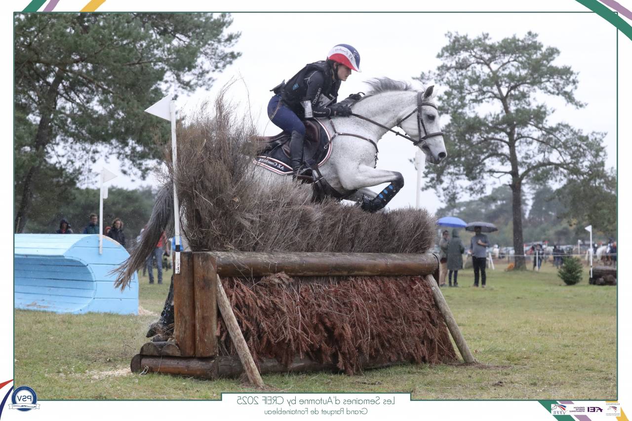 Mare Connemara For loan 2014 Grey