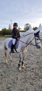 Gelding French Saddle Pony For sale 2017 Grey