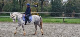 Gelding French Saddle Pony For sale 2017 Grey