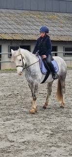 Gelding French Saddle Pony For sale 2017 Grey