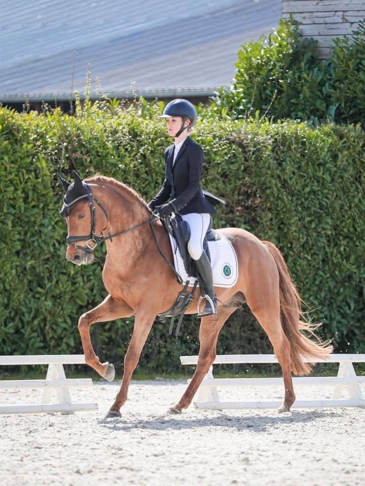 Stallion French Saddle Pony For loan 2020 Chesnut