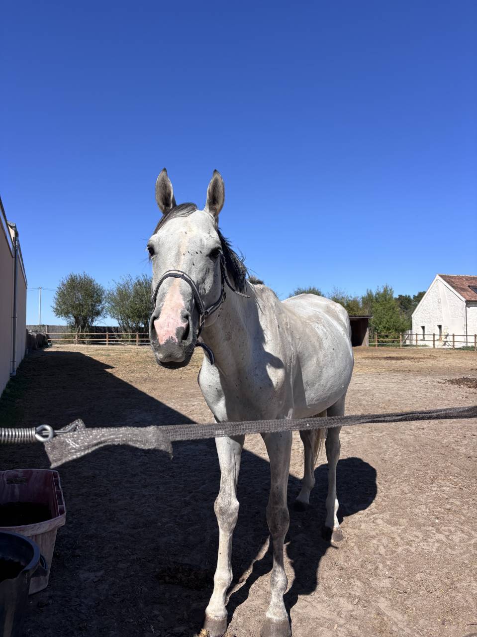 Entire No Origin Recorded For sale 2021 Grey