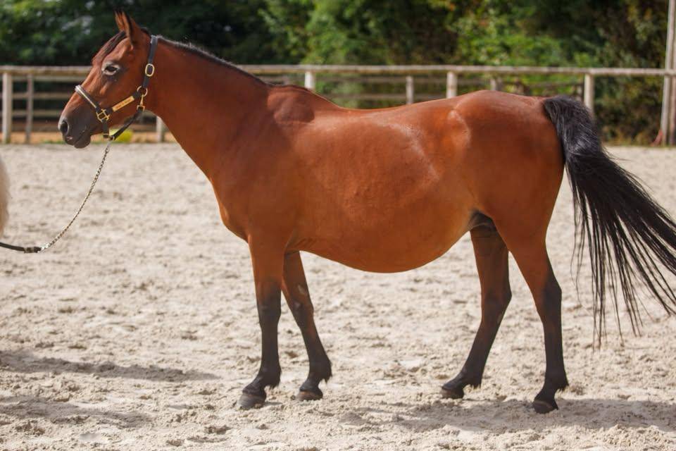 Broodmare New Forest For sale 2009 Bay